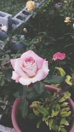 Close-up of pink rose blooming outdoors