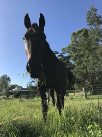 Horse in a field