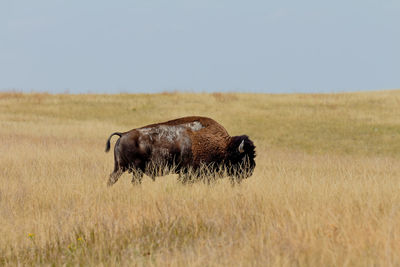 Side view of horse on field