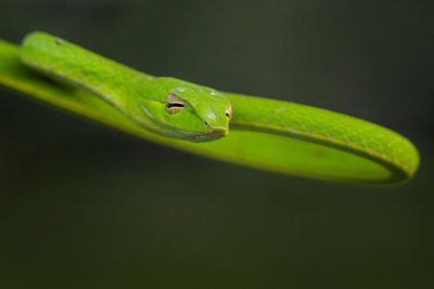 Close-up of green leaf against black background