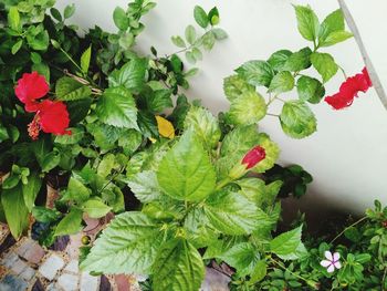 High angle view of plants