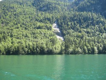 Scenic view of river amidst trees in forest