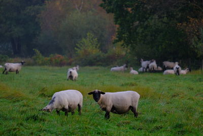 Sheep grazing in a field