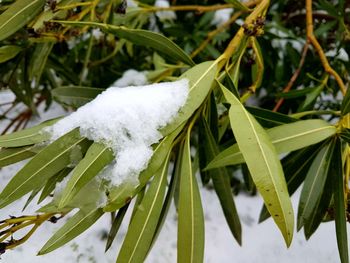 Close-up of frozen plant during winter