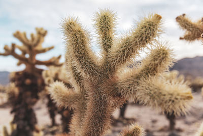 Close-up of cactus plant