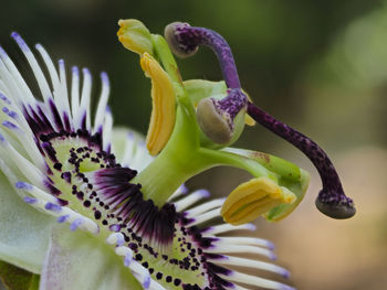 Close-up of purple flowers