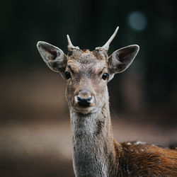 Close-up portrait of deer