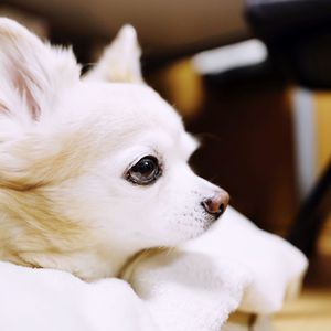 Close-up portrait of dog