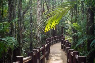 Palm trees in forest