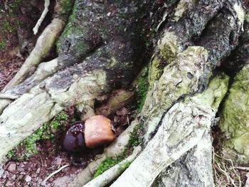 Close-up of mushrooms growing on tree trunk