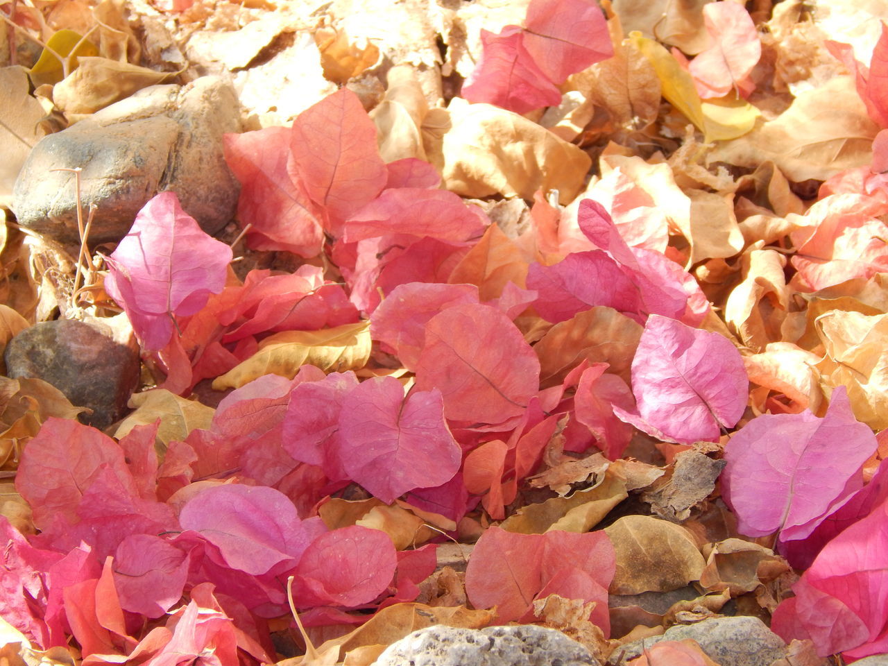 pink color, nature, autumn, change, beauty in nature, full frame, leaf, outdoors, petal, backgrounds, no people, fragility, close-up, day, flower, flower head