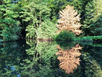 Scenic view of lake in forest