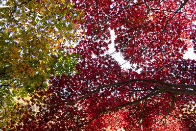Low angle view of tree during autumn