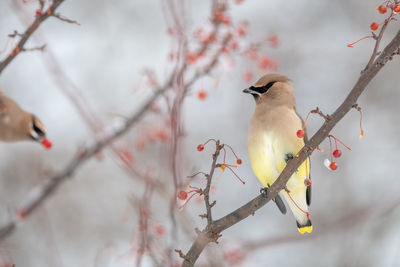 Low angle view of bird perching on branch