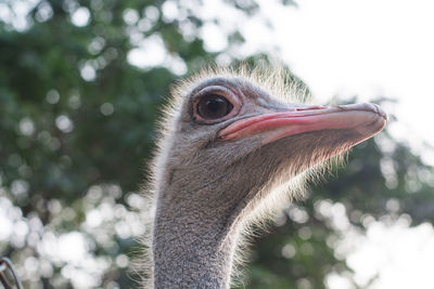 Close-up of bird