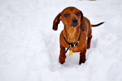 Close-up of dachshund standing on snow