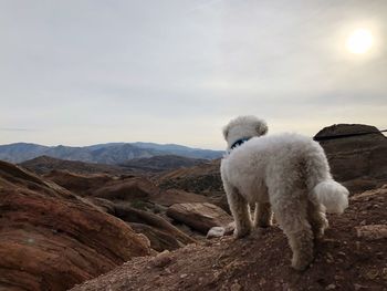 Dog on snow against sky