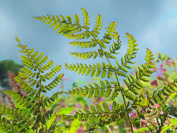 Close-up of leaves on tree against sky