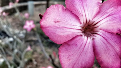 Close-up of pink flower