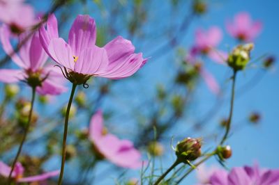 Close-up of pink flowers