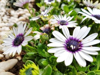 Close-up of purple flowers blooming outdoors