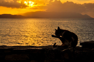 Cat sitting at beach against sky during sunset