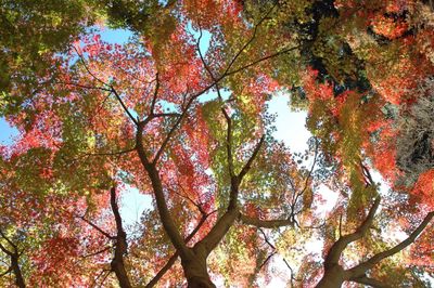 Low angle view of trees