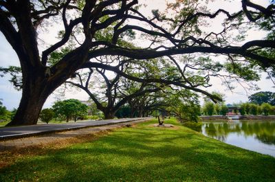 Trees by lake in park against sky