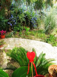 Close-up of red flowering plant in yard