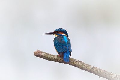 Close-up of bird perching on branch