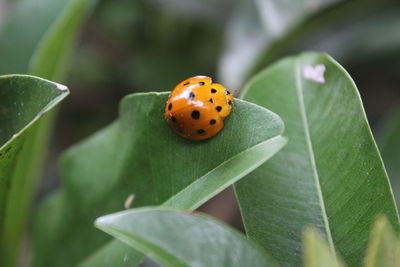 Close-up of ladybug on leaf