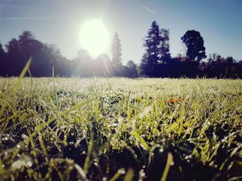 Scenic view of field against clear sky