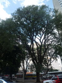 Trees against sky