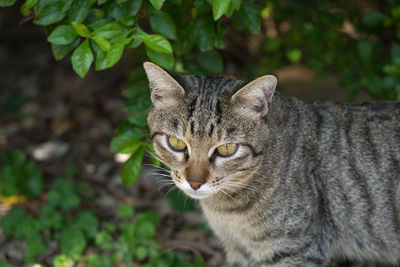 Close-up portrait of tabby cat