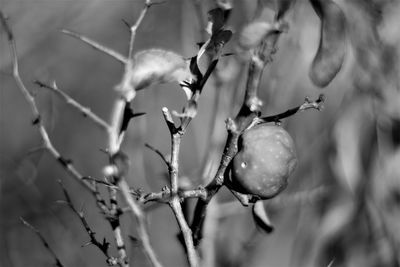 Close-up of wet plant growing outdoors
