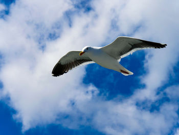 Low angle view of seagull flying in sky