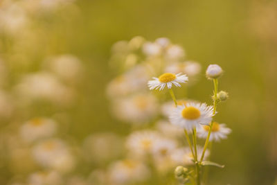 Close-up of white daisy flowers