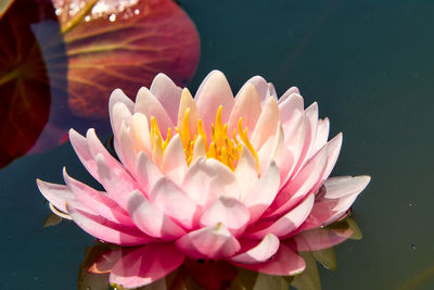 Lotus flower on a summer lake.