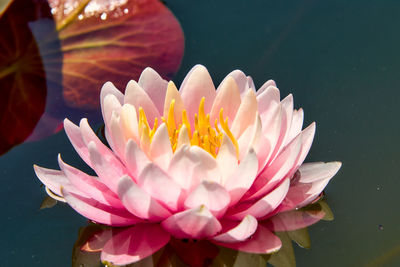 Close-up of pink water lily