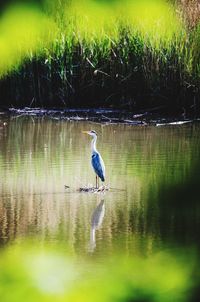 High angle view of gray heron in lake