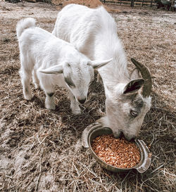 High angle view of goat on field