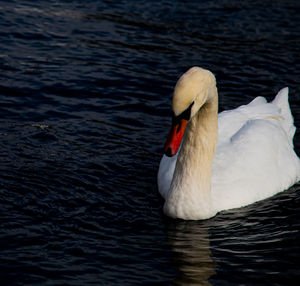 Close-up of swan in lake