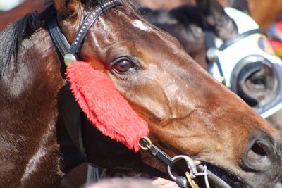 Close-up portrait of horse