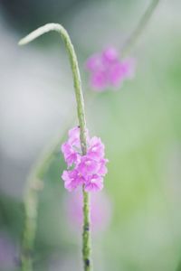 Close-up of pink flowers