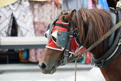 Close-up of a horse