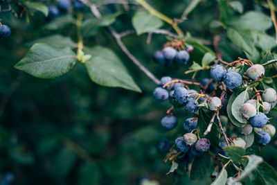 Close-up of berries growing on tree