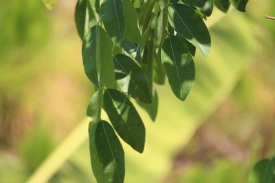 Close-up of fresh green leaves on plant