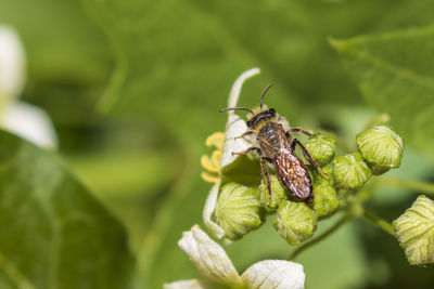 Close-up of insect on leaf