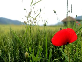 Close-up of poppy blooming on field against sky