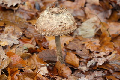 Close-up of mushrooms on dry leaves